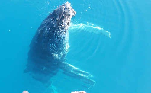 The first whales have been spotted in the Bay. The first whales have been spotted in the Bay.